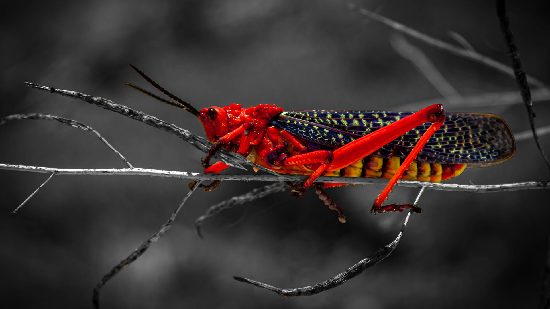 fpss-desert-wanderer image fpss-desert-wanderer Exposed Photography | Fine Art Landscape & Portrait Photographer