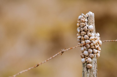 the-gathering Nature
