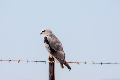 arial-view Aerial View