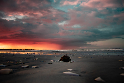 deserted-coral Deserted Coral