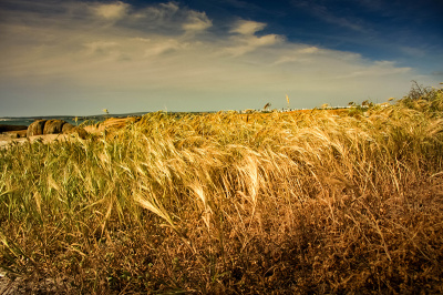 hiding-in-the-grass Hiding in the Grass