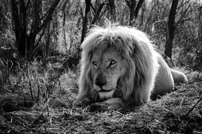 hungry-eyes-bw Hungry Eye B/W