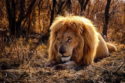 perusing-the-menu_661338467 Perusing the Menu