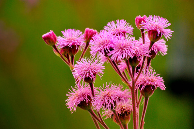 pink-punks Pink Punks