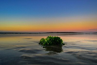 sea-greens Sea Greens