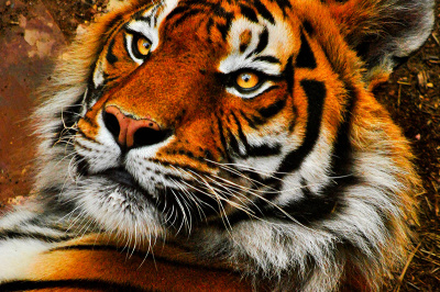 sleeping-tiger Sleeping Tiger